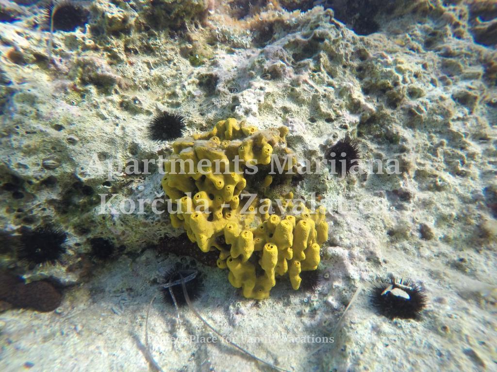 Apartments Marijana زافالاتيكا المظهر الخارجي الصورة