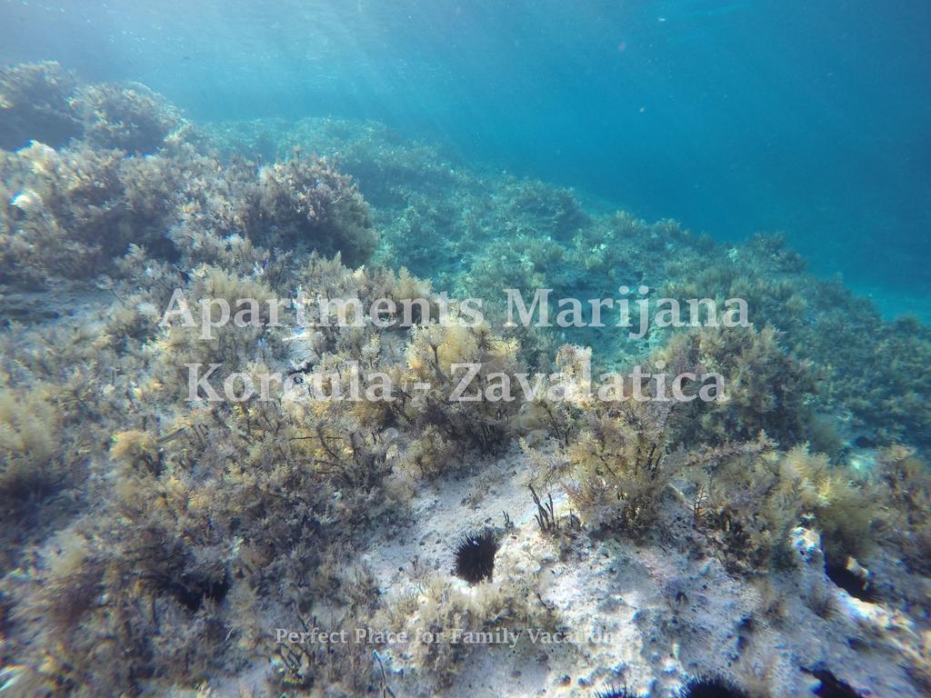 Apartments Marijana زافالاتيكا المظهر الخارجي الصورة
