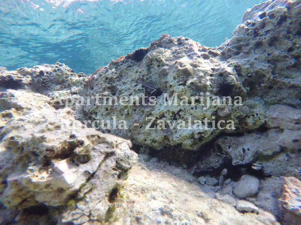 Apartments Marijana زافالاتيكا المظهر الخارجي الصورة